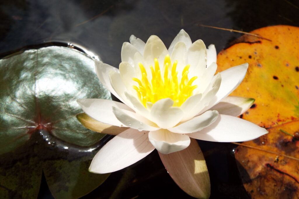 Intuitive Readings
Lotus Flower Helping You Find Your Way Out of the Dark